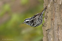 Photo - Paruline noir et blanc