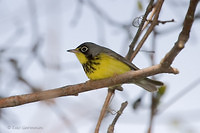 Photo - Canada Warbler