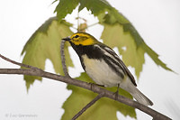 Photo - Black-throated Green Warbler