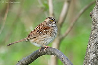 Photo - White-throated Sparrow