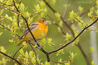 Photo - Baltimore Oriole