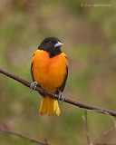 Photo - Oriole de Baltimore