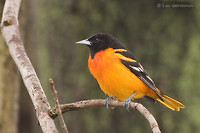 Photo - Baltimore Oriole