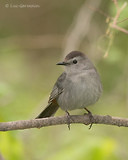 Photo - Gray Catbird