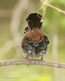 Photo - Gray Catbird