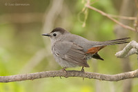 Photo - Gray Catbird