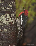 Photo - Pic à poitrine rouge