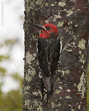 Photo - Pic à poitrine rouge