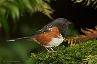 Photo - Spotted Towhee