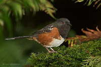 Photo - Spotted Towhee