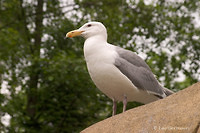 Photo - Goéland à ailes grises