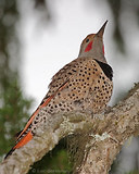 Photo - Northern Flicker