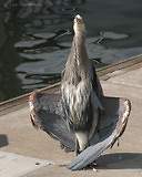 Photo - Great Blue Heron