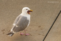 Photo - Glaucous-winged Gull