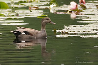 Photo - Canard chipeau