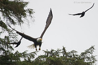 Photo - Bald Eagle