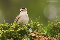 Photo - Bruant à couronne blanche