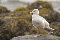 Photo - Goéland à ailes grises