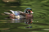 Photo - Canard branchu