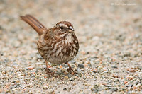 Photo - Song Sparrow