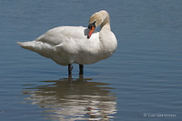 Photo - Cygne tuberculé