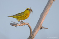 Photo - Paruline jaune