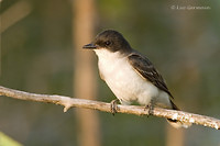 Photo - Eastern Kingbird