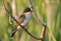 Photo - Eastern Kingbird