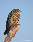 Photo - Red-winged Blackbird