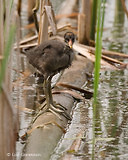 Photo - Gallinule d'Amérique