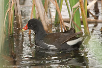 Photo - Gallinule d'Amérique