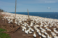 Photo - Northern Gannet