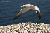 Photo - Northern Gannet