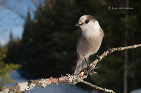 Photo - Gray Jay