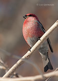 Photo - Pine Grosbeak