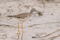 Photo - Lesser Yellowlegs