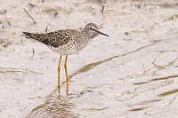 Photo - Lesser Yellowlegs