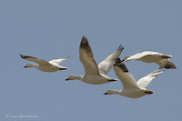 Photo - Snow Goose