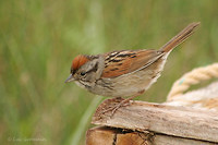 Photo - Swamp Sparrow