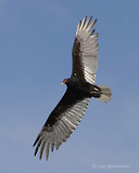 Photo - Urubu à tête rouge