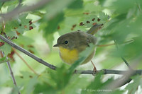 Photo - Common Yellowthroat