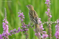 Photo - Bobolink