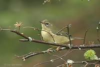 Paruline bleue