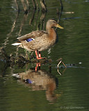 Photo - Mallard