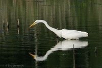 Photo - Grande Aigrette