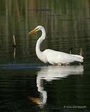 Photo - Grande Aigrette