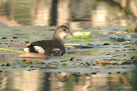 Photo - Gallinule d'Amérique