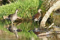 Photo - Common Gallinule