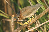 Photo - Green Heron