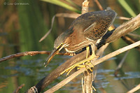 Photo - Green Heron